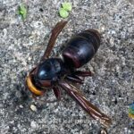 駆除後のモンスズメバチ