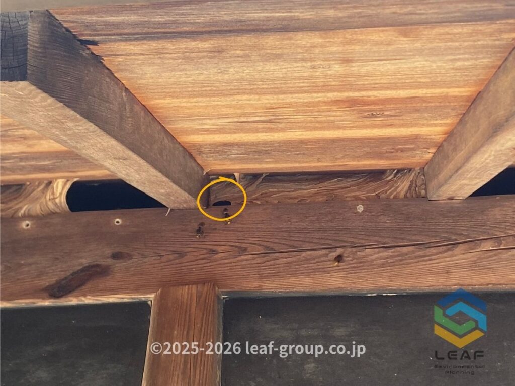 屋根裏への出入口から出入りするモンスズメバチ