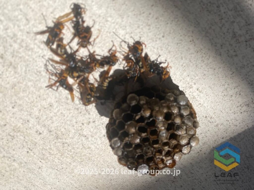 駆除して撤去したセグロアシナガバチの巣と蜂