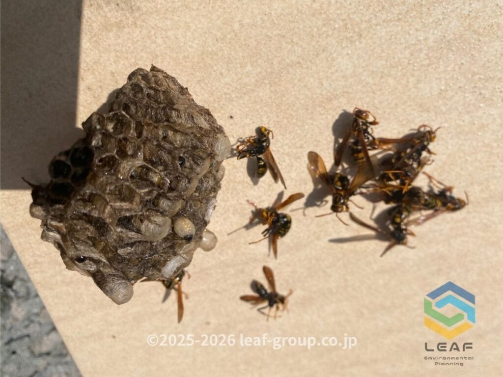 駆除して撤去したセグロアシナガバチの巣