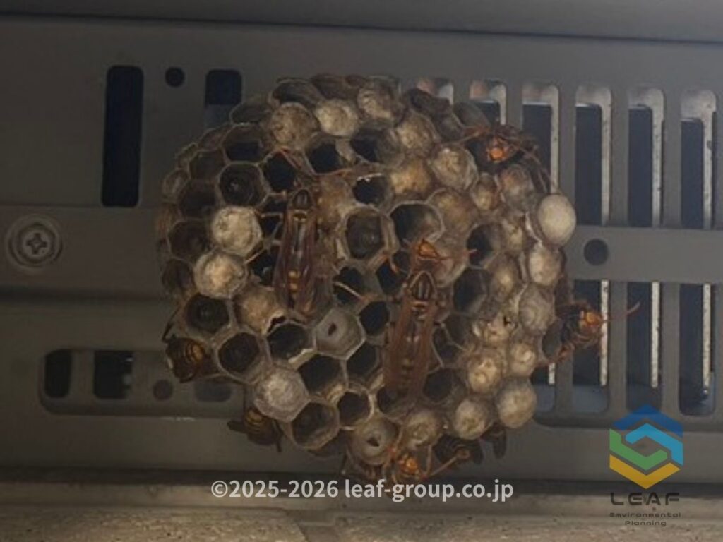 室外電源ボックスの底に作られたセグロアシナガバチの巣