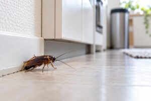 住宅内のゴキブリ駆除