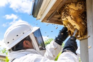 住宅の軒下に作られたミツバチの巣を撤去する作業スタッフ