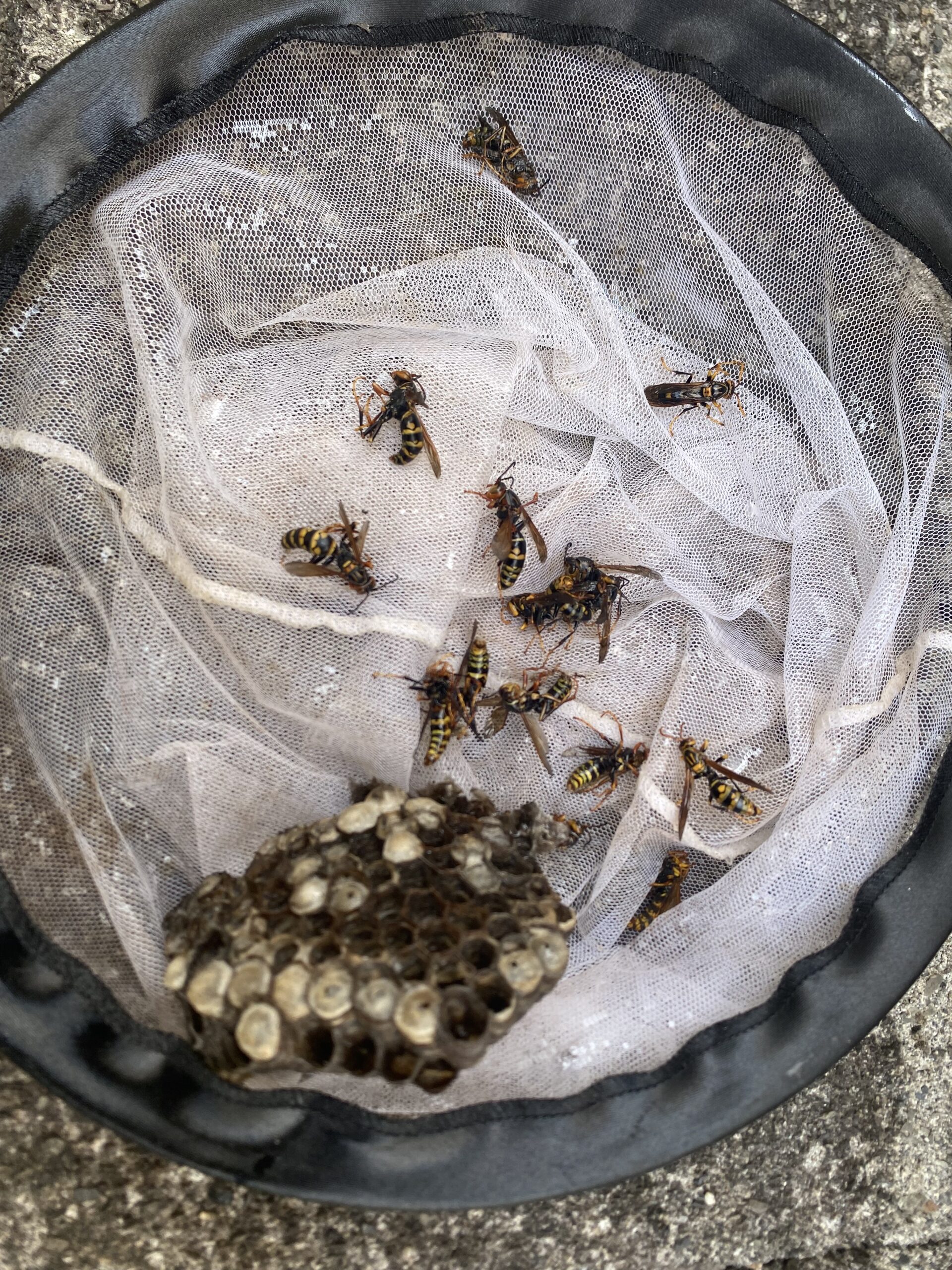 駆除したキアシナガバチと物置内から撤去した巣
