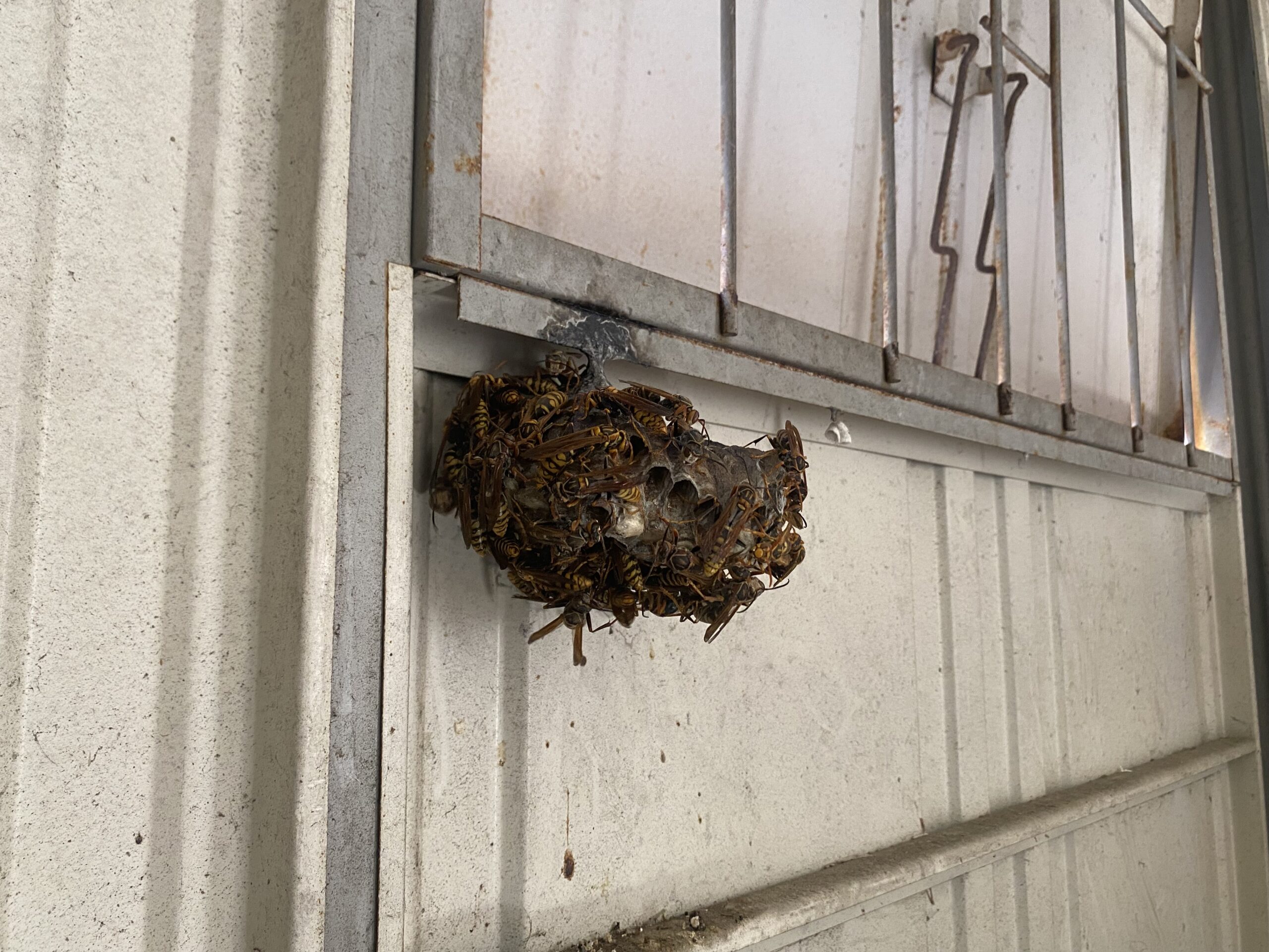 物置内部の金属製壁面に作られたキアシナガバチの巣と集まる成虫